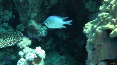 Kumlu altta benekli sandperch (Parapercis hexophtalma).