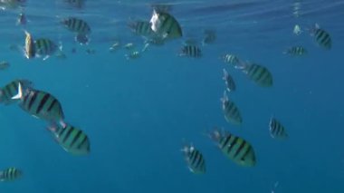 Kumlu altta benekli sandperch (Parapercis hexophtalma).