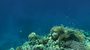 Kumlu altta benekli sandperch (Parapercis hexophtalma).