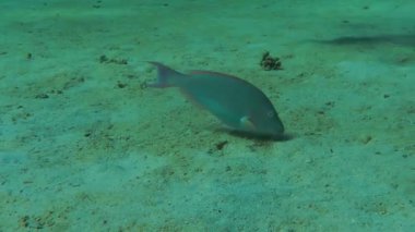 Kumlu altta benekli sandperch (Parapercis hexophtalma).