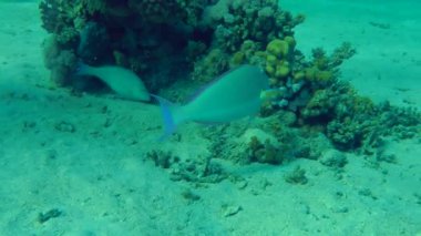 Kumlu altta benekli sandperch (Parapercis hexophtalma).