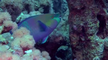 Kumlu altta benekli sandperch (Parapercis hexophtalma).