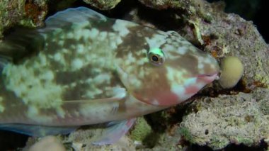 Kumlu altta benekli sandperch (Parapercis hexophtalma).