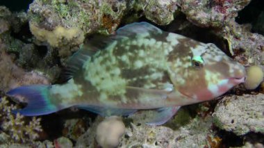 Kumlu altta benekli sandperch (Parapercis hexophtalma).