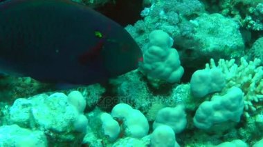 Kumlu altta benekli sandperch (Parapercis hexophtalma).