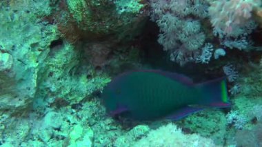 Kumlu altta benekli sandperch (Parapercis hexophtalma).