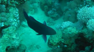 Kumlu altta benekli sandperch (Parapercis hexophtalma).