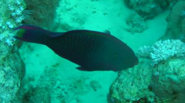 Kumlu altta benekli sandperch (Parapercis hexophtalma).