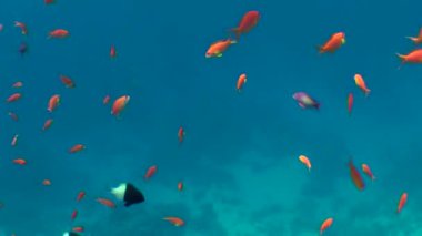 Kumlu altta benekli sandperch (Parapercis hexophtalma).