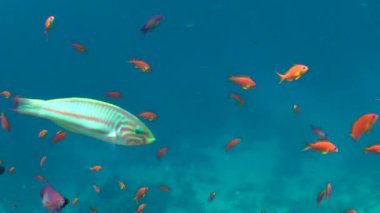 Kumlu altta benekli sandperch (Parapercis hexophtalma).