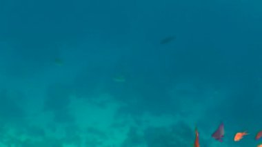 Kumlu altta benekli sandperch (Parapercis hexophtalma).