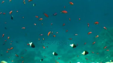 Kumlu altta benekli sandperch (Parapercis hexophtalma).