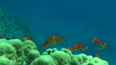 Kumlu altta benekli sandperch (Parapercis hexophtalma).