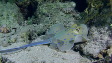 Kumlu altta benekli sandperch (Parapercis hexophtalma).