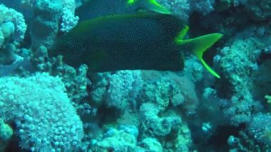 Kumlu altta benekli sandperch (Parapercis hexophtalma).