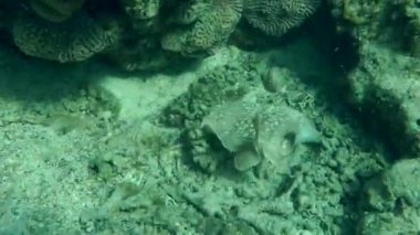 Kumlu altta benekli sandperch (Parapercis hexophtalma).