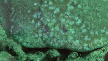 Kumlu altta benekli sandperch (Parapercis hexophtalma).