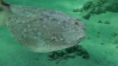 Kumlu altta benekli sandperch (Parapercis hexophtalma).