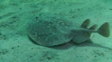 Kumlu altta benekli sandperch (Parapercis hexophtalma).