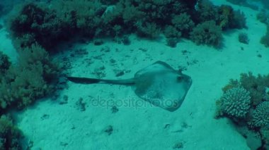 Kumlu altta benekli sandperch (Parapercis hexophtalma).