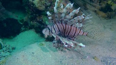 Kumlu altta benekli sandperch (Parapercis hexophtalma).