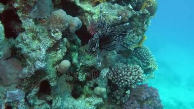 Kumlu altta benekli sandperch (Parapercis hexophtalma).