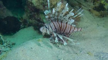 Kumlu altta benekli sandperch (Parapercis hexophtalma).