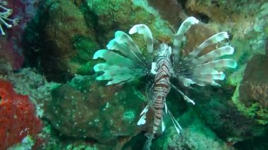 Kumlu altta benekli sandperch (Parapercis hexophtalma).
