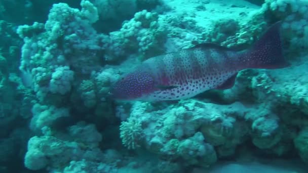 Grupo Leopardo (Plectropomus pessuliferus) contra corais . — Vídeo de Stock