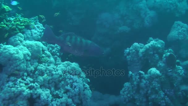 Морський окунь леопард (Plectropomus pessuliferus) проти за корали. — стокове відео