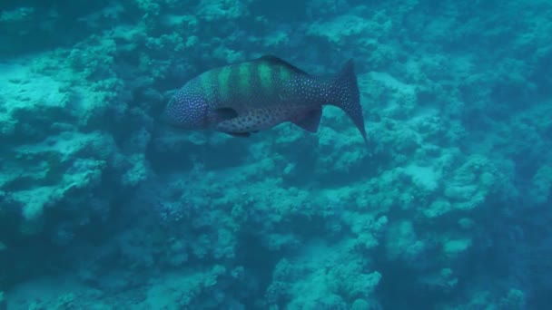 Leopard Grouper (Plectropomus pessuliferus) against a corals. — Stock Video