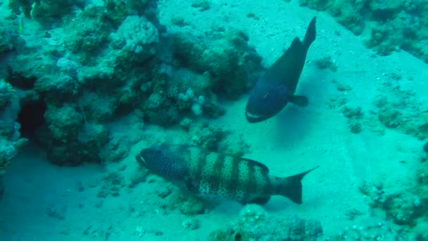 Paire de mérou léopard (Plectropomus pessuliferus) contre un corail . — Video