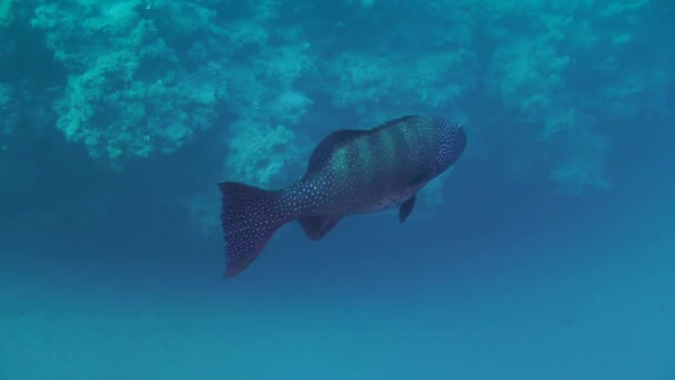 Leopard Grouper (Plectropomus pessuliferus) against a corals. — Stock Video