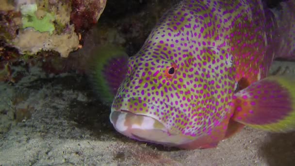 Golden Grouper (Variola louti). — Stockvideo