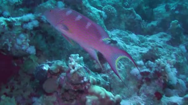 Mercan bir arka plan üzerinde Lyretail orfoz (Variola louti). — Stok video