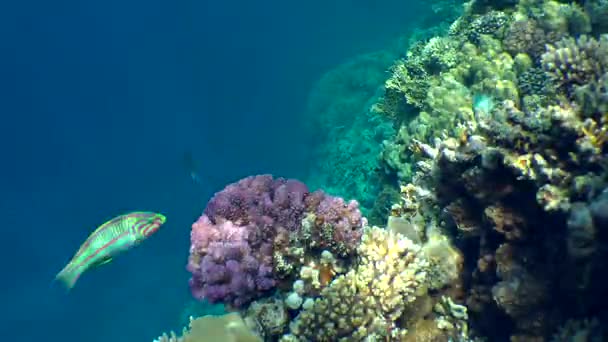 Een paar van de Klunzinger wrasse, (Thalassoma rueppellii) tegen een achtergrond van koralen. — Stockvideo