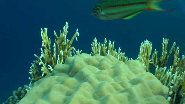 De Klunzinger wrasse, (Thalassoma rueppellii) tegen een achtergrond van koralen. — Stockvideo