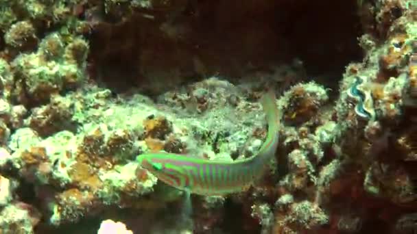De Klunzinger wrasse, (Thalassoma rueppellii) tegen een achtergrond van koralen. — Stockvideo