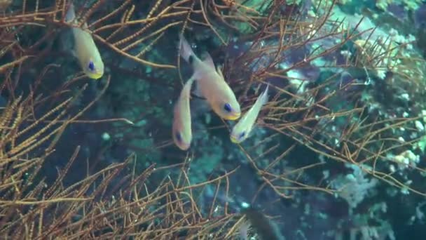 Orangelined cardinalfish (Archamia fucata) на коралловом фоне . — стоковое видео