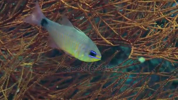 Orangelined cardinalfish (Archamia fucata) na korálové pozadí. — Stock video