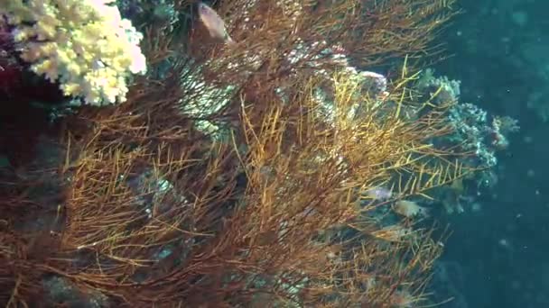 Оранжева кардинальна риба (Archamia fucata) на кораловому тлі . — стокове відео