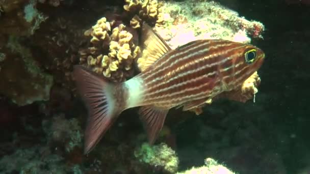 Tiger cardinal (Cheilodipterus arabicus) — Stock Video