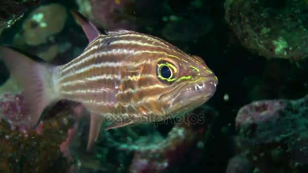 Tijger kardinaal (Cheilodipterus arabicus voort) — Stockvideo