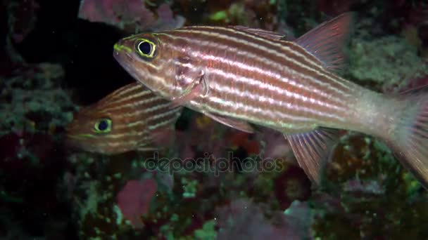 Cardinal tigre (Cheilodipterus arabicus) ) — Video