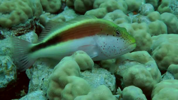 Blackside Hawkfish (Paracirrhites forsteri) on the coral. — Stock Video