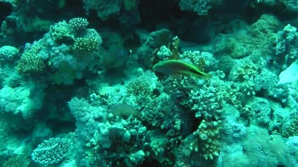 Blackside Hawkfish （Paracirrhites 独到之处） 在珊瑚上. — 图库视频影像