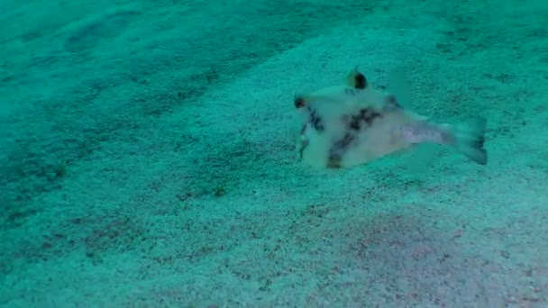Humpback turretfish (Tetrosomus gibbosus) přes písečné dno. — Stock video