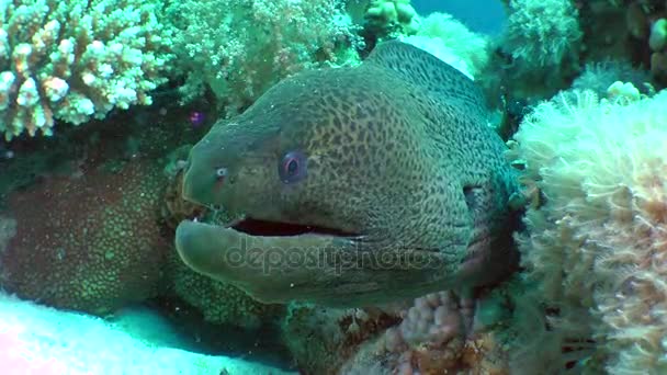 Obří moray (Gymnothorax javanicus) v noře. — Stock video