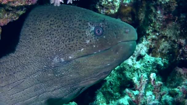 Obří moray (Gymnothorax javanicus) v noře. — Stock video