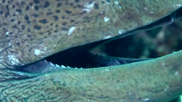 Giant moray (Gymnothorax javanicus) in the burrow. — Stock Video